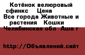 Котёнок велюровый сфинкс. › Цена ­ 15 000 - Все города Животные и растения » Кошки   . Челябинская обл.,Аша г.